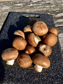 Photo by Margaret Mendel mushrooms