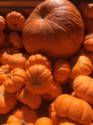 Photo by Margaret Mendel