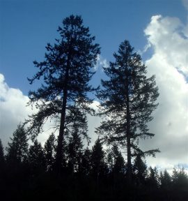 Photo by Margaret Mendel