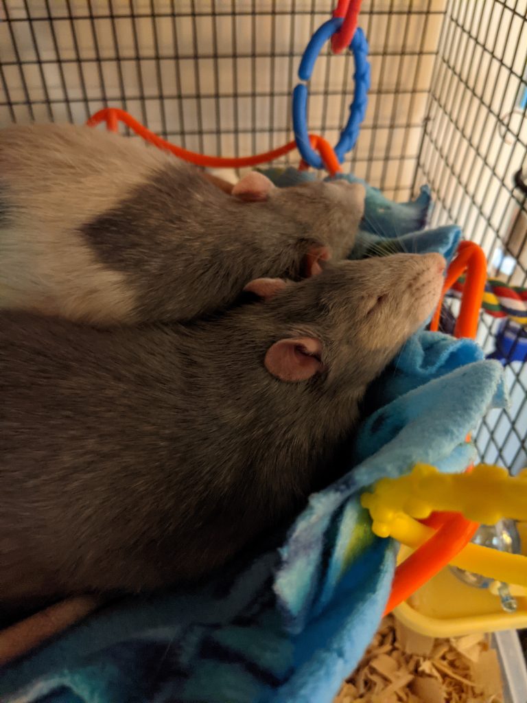 Rattie Ratz Quarantine Rats Sheo and Ghost Kings River Life Magazine