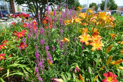 Photo by Molly MacRae