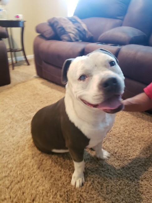 Fresno Bully Rescue: Darius | Kings River Life Magazine