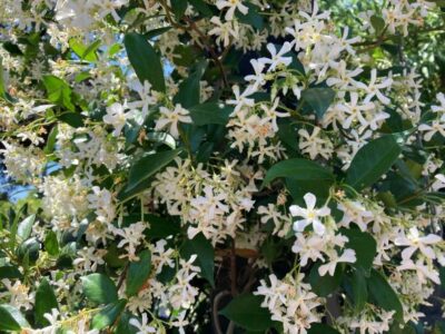 Photo by Mallory Moad