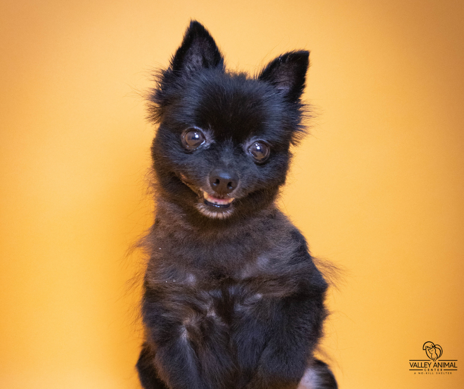 Pomeranian mix rescued by Valley Animal Center selected as finalist in ...