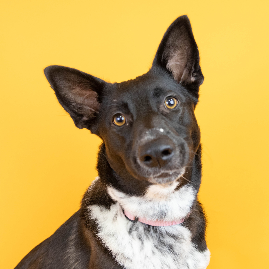 Halloween TrunkorTreat The Spookiest Car Show Returns/Salem’s Story